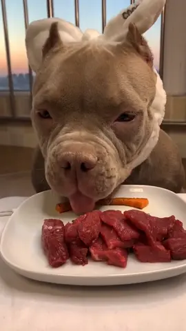 good manner boy,feeded at sunset #asmr #petlover #dog #pet #food