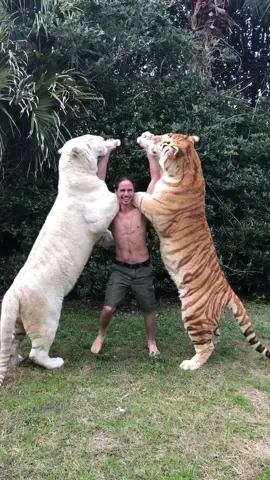 You decide....Which was better? 🐯 #myrtlebeachsafari #learnfromme #natureathome #jamsession