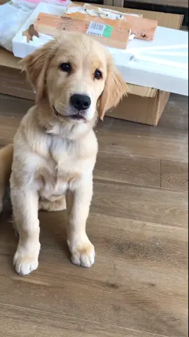 When the song gets you! #marleynyc #minimarley #cutepup #goldenretrieverpuppy