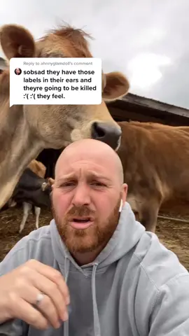 Reply to @ahnnyglamdoll and anyone else who needs to hear it! There are plenty of producers who do a bad job. I’m not one of them. #schultebros #cows