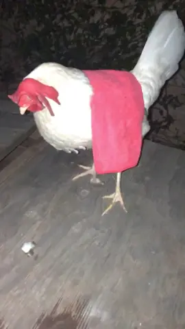 I’ve had this chicken for 3 years and I just realized I could remake that one vine #vine #chicken #summertimesadness #reddress