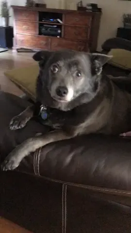 #dogs #kittycats #randomtiktok #fyp #gooddog #funny