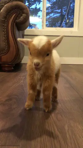 #babysteps #fullhouse #slowmо #goatlife