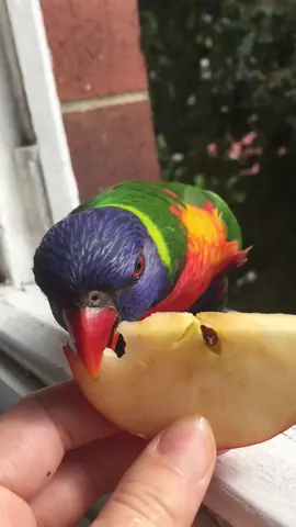 #parrots#rainbowlorikeet#lorikeet#bestvideo#animalplanet#попугайчик#животныеприколы#finnyvideos#amazing#newvideo#recomendation#врек#loros#newvideo