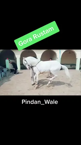 #horselover #uk #jhelumcrew #foryou #pindan_wale