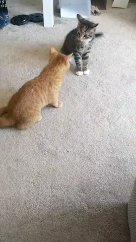 Who won? 😅🥝🥭 #eyeofthetiger #catfight #catplaying #kittensplaying #tabbycat #gingercat #cutekitty #kittenplaytime #fyp #foryou #fy #funnycat #cat