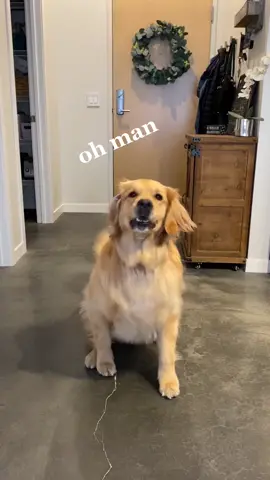 #happyathome #goldenretriever #dogs