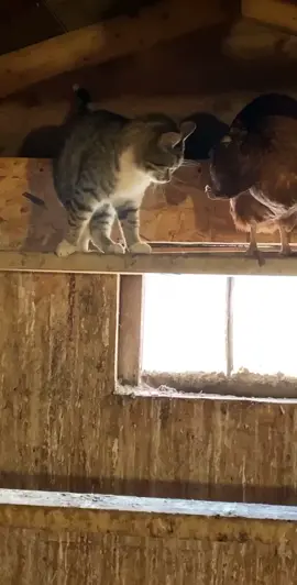 Cat/chicken love #chicken#cat#fyp#foryou#cacken