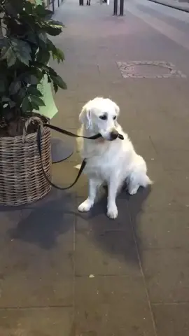 spotted this good boy keeping an eye on himself while his human went to get a coffee (ig peoplesfanpage) #fyp #dog