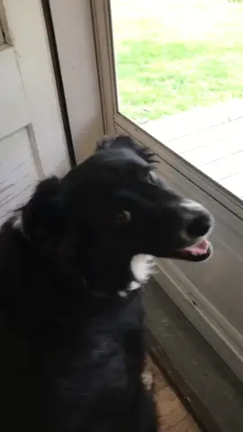 When you realize quarantine ending means people are coming out again #quarantine #mycrib #retailtherapy #dogsoftiktok #people #help #introvert