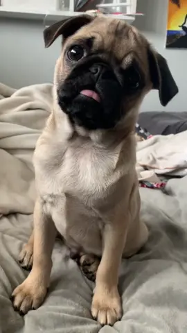 Which is your favorite😆 #fyp #foryourpage #foryou #chooseyourcharacter #pug #petlover #petvlog #fyp