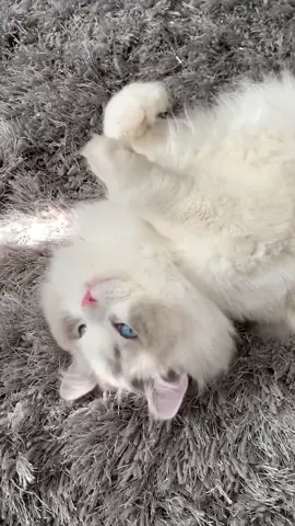 Ghost uses his cuteness to get whatever he wants from me