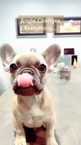 I went from cute to irresistible 😄🐶 #somebodythatyouusedtoknow #anglechangechallenge #fenchie #dogsoftiktok #vibewithme #mycrib #ScoobDance