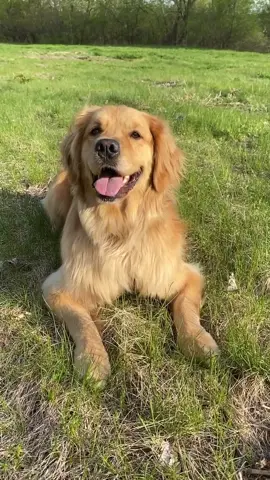 Throw the ball hooman! 🤣 #goldenretriever #dog