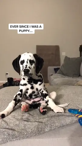 #morph anyone else?? #fyp #puppy #healthheroes #dalmatian #cute #omg