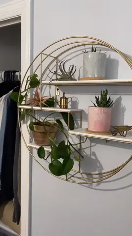 #airplants are perfect for any #plantshelf #plantshelfie #plantstyle #plantdesign #airplant