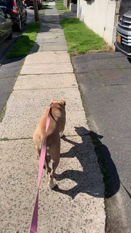 Dog leash trick. It actually works #dogleash￼￼￼ #￼dogwalking #dogpulling #dogleashtrick