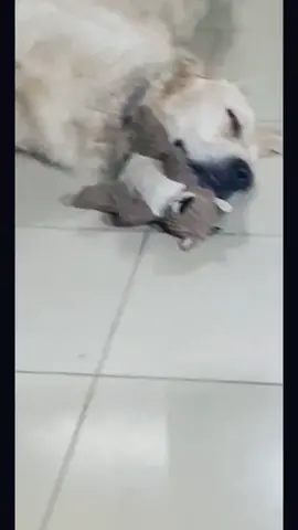 I took a nap #dogsoftiktok #dog #stayhomestaystrong #englishcreamgoldenretriever #goldenretriever