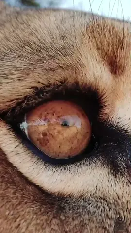 There lies so much power and force in the eyes of a lion. Follow Sirga for more videos 🐾#wildlife #animalsoftiktok #lion #foryoupage #tiktokbotswana