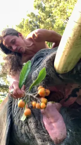 I don’t think anyone loves fresh loquats more than Bubbles 😋🧡 #familytime #myrtlebeachsafari