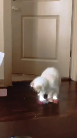 Summer tried her best to join in on the TikTok trends