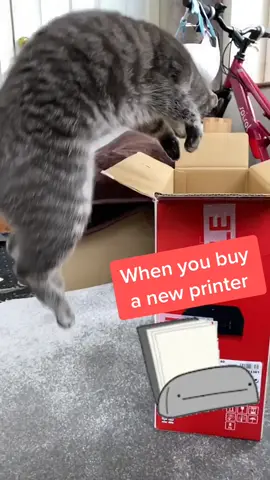 When you buy a new printer 🖨 #boxchallenge #catlife #catjump #foryouシ