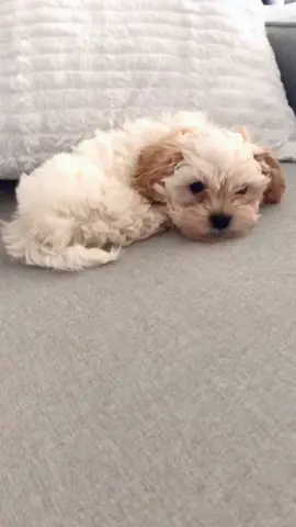 Cutest freeloader ever #fyp #foryou #foryoupage #maltipoo #maltipoosoftiktok #maltese #toypoodle #puppy #puppies #dog #dogsoftiktok #tiktokdogs