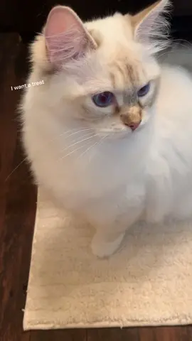 Should I give Summer a treat?