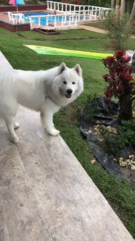 #jack