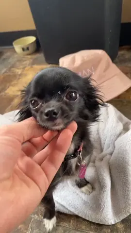 Puddins First Trick 🥺❤️ #foryou #foryourpage #feature #featureme #pets #dogs #tiktok #MomsofTikTok #itsaremix
