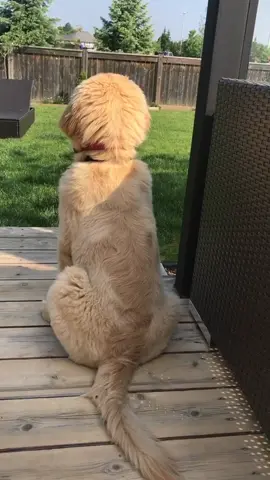 Since I was a baby I've just loved alone time in my garden 😊 #inthegarden #puppy #cute
