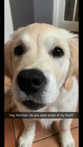 Ahahah got him 🤪 #foryou #fyp #foryoupage #goldenretriever #puppy #dogs #dog