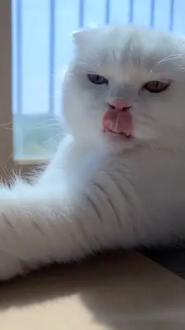 우엥 하품하는 얼굴 무서웡 - 그 와중에흰쌀알 귀엽구요  😭 #고양이까뮈 #cat #고양이 #catoftiktok #tiktokcat #추천