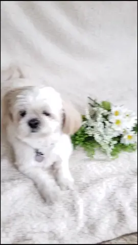 Remember to stop and smell the flowers 🌻🌸🌼 #cute #foryou #fyp #dogsoftiktok #wholesome