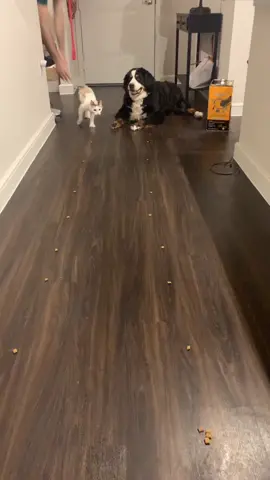 Cat vs dog who will win? #fyp #foryoupage #dogsoftiktok #catsoftiktok #bernesemountaindog