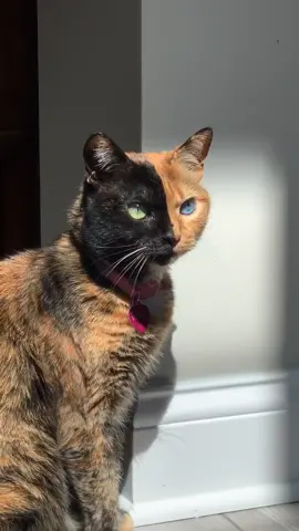 #poseathome 📸 Model life #catsoftiktok #venustwofacecat #heterochromia