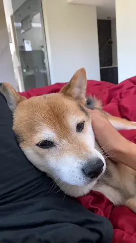 Kinda worked??? Watch till the end #dogsoftiktok