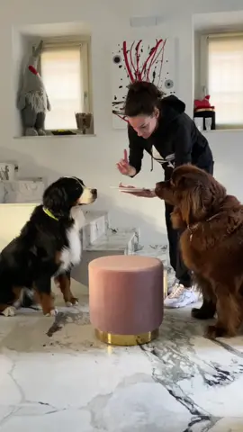 #donteatitchallenge con Gnomo e Nadine! #dogs #dogschallenge