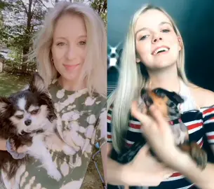 #duet with @jordyntrobiani every chihuahua is different ❤️ #fyp