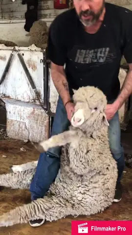 The way we hold the sheep doesn’t hurt them 🐏🤗