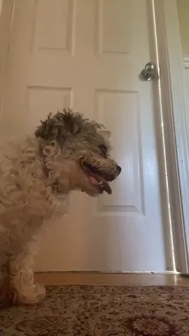 my other dog coming in wasn’t intentional but it made it perfect #fyp #foryou #foryourpage #xyzbca #trend #dog #quarantine #4youpage
