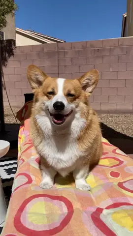 Part 1 Fat Hammy Problems #PetsOfTikTok #petlife #EatEmUp #voiceover #fyp #foryou