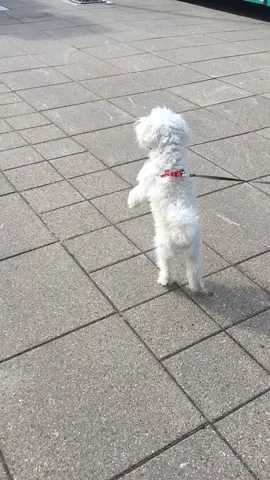 #dog #walkingchallenge #twolegs