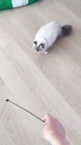 #flyingcat #funnycats #pets #siberiancats #catsoftiktok #PetsOfTikTok #foryoupage #fyp #foryou #foryoupage
