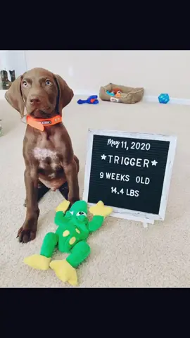 I’ll be 10 weeks old tomorrow🥰 Follow me on Instagram to watch me grow 💙 { trigger_amadeus_gsp } #justakid #dogsoftiktok #germanshorthair #puppy