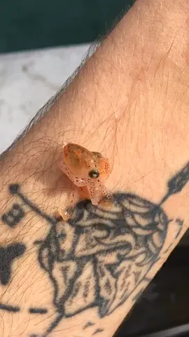 Já tinham visto um polvo bebé ? 🐙 #octopus #beach #beachvibes #tatoo