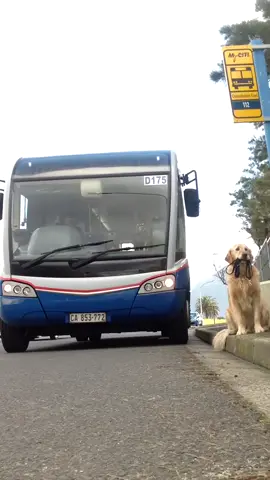 #goldenretriever waiting for his human to come home. At the new #mycity #bus #busstation #goldens #fypg #southafrica #dog