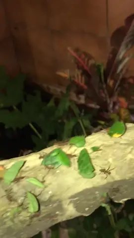 My thoughts on ants #funny #fyp #foryou #nature #theants #antsarmy #bugslife #voiceover