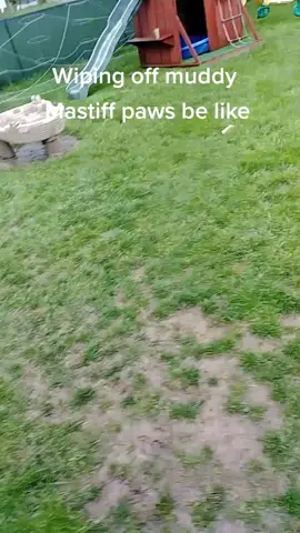 #dogsoftiktok #fyp #foryoupage #mastiff #petvlog #savage #bigdog