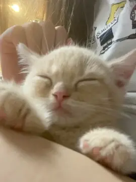 起きてまた遊んで疲れてうとうと💤#おうちで過ごし隊 #子猫 #猫 #子猫成長日記 #短足マンチカン #マンチカン #動物#癒し#寝顔#膝の上#うとうと#からし